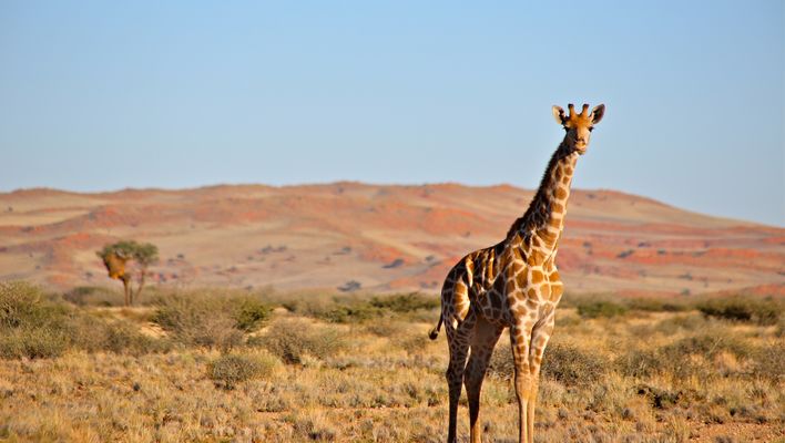 Giraffe in Namibias Savanne 
