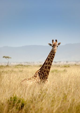 Giraffe steht in der Steppe Afrikas und blickt in die Kamera