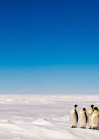 Pinguine in der Eiswüste