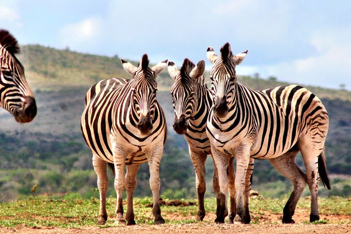Zebras