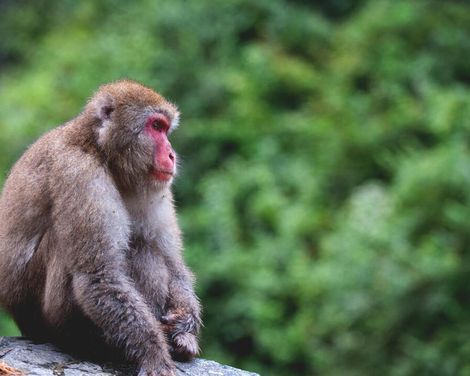 Fernost entdecken zwischen Tradition und Moderne