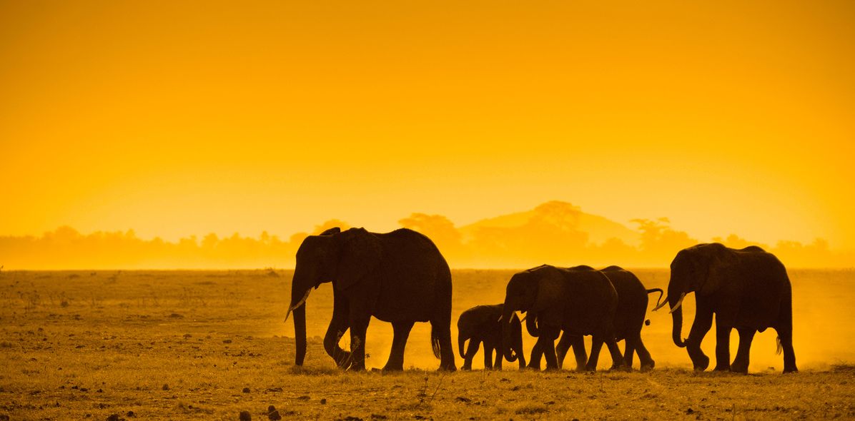 Elefanten im Sonnenuntergang in Kenia