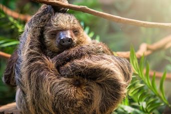 Faultier auf Costa Rica