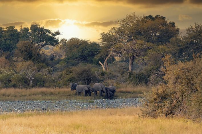 Elefanten im Bwabwata Nationalpark bei Sonnenuntergang