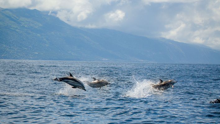 Delfinsichtung an den Azoren