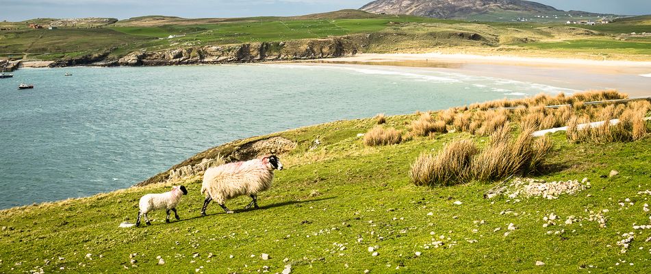 Schafe in Donegal