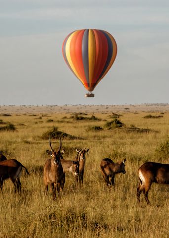 Heißluftballon über der Savanne im Masai Mara Nationalpark, Kenia