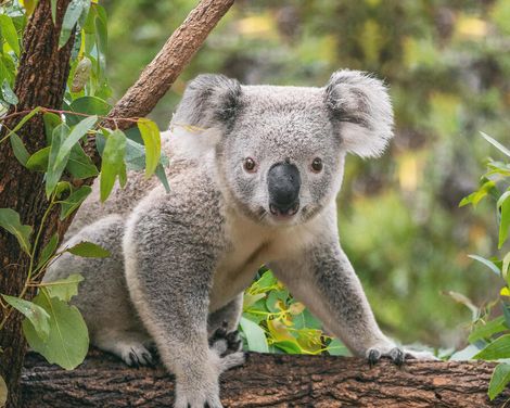 Kreuzfahrt mit Discovery Princess ab/an Sydney inkl. Vor- und Nachprogramm in Australien