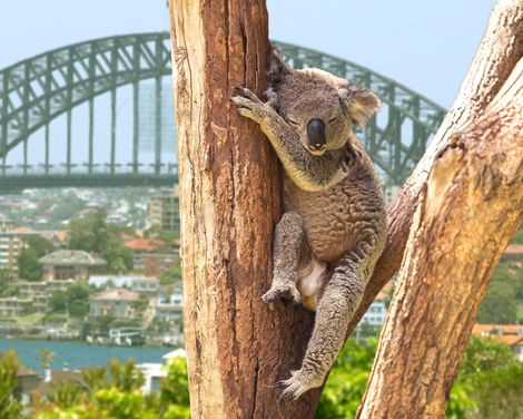 Kreuzfahrt mit der Voyager of the Seas von Brisbane bis Seattle inkl. Vor- & Nachprogramm-3