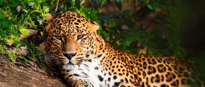Ein Leopard blickt zwischen dichtem grünem Laub aufmerksam durch den tropischen Regenwald.