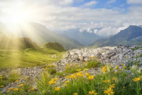 Eine Almwiese in Österreich Tirol