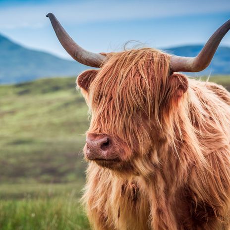 Schottland Highlands Kuh