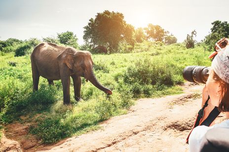 Frau fotografiert einen Elefant