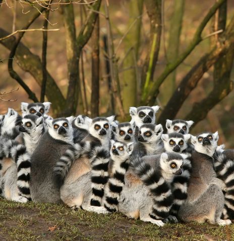 Gruppe von Lemuren