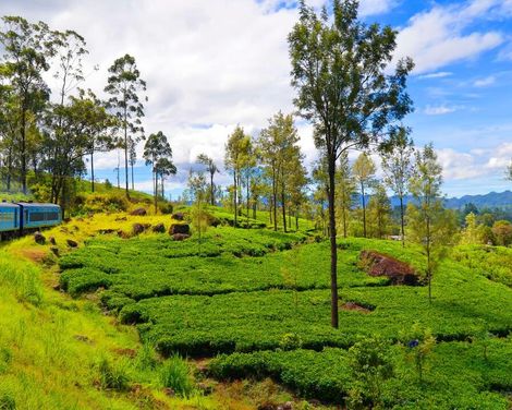 Zwischen Tempeln und Teeplantagen-2