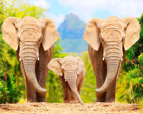 Auf Safari durch drei Länder bis Kapstadt im 3-Sterne-Hotel-3