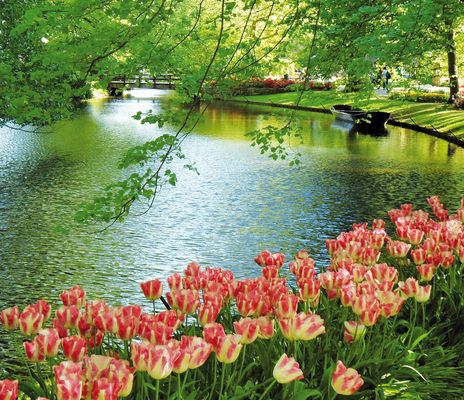 Tulpen am See in den Niederlanden