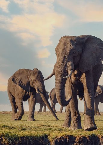 Elefanten in der Steppe Afrika