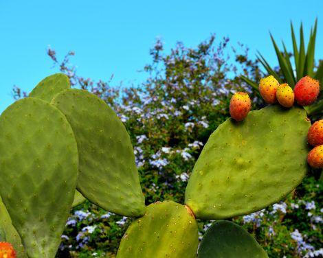Neue Wohlfühloase am Meer entdecken-2
