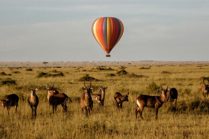Wasserböcke im Masai Mara Nationalpark