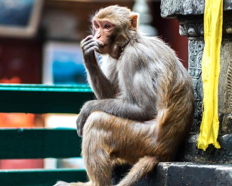 Im Herzen des Himalaya