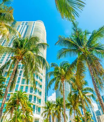 Hochhäuser und Palmen in Miami