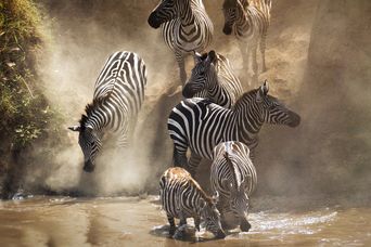 Zebras in Kenia