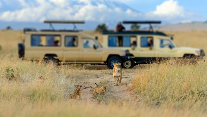 Löwen vor Safari-Jeeps in der Savanne im Masai Mara Nationalpark, Kenia
