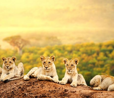 Löwen in Südafrika
