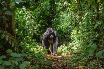 Gorilla im Bwindi Impenetrable Nationalpark