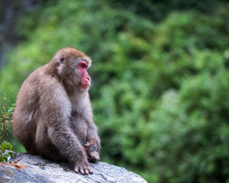 Fernost entdecken zwischen Tradition und Moderne