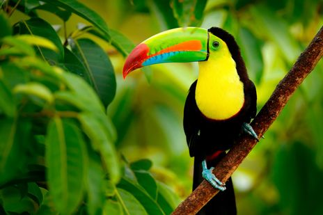 Farbenprächtiger Tukan sitzt auf einem Ast im tropischen Regenwald von Costa Rica