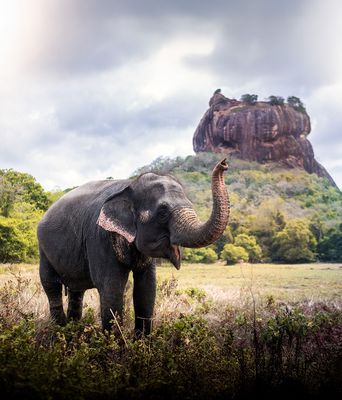 Asiatischer Elefant steht vor dem berühmten Löwenfelsen Sigiriya im Herzen Sri Lankas