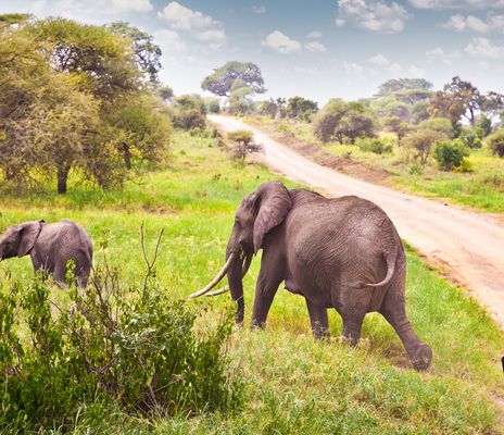 Safari im Krüger Nationalpark