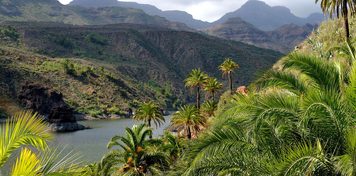 Landschaft der Anden mit Palmen