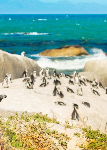 Pinguine an Küste in Kapstadt