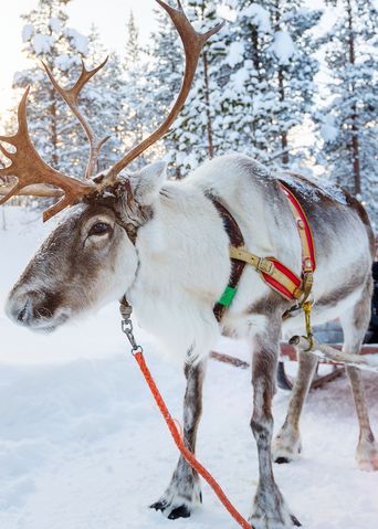 Ein Elch mit Gespann, der einen Schlitten zieht in verschneiter Winterlandschaft
