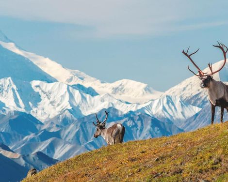 Kreuzfahrt mit Nieuw Amsterdam von Whittier bis Vancouver inkl. 3 Nächte Vorprogramm Anchorage & Denali Nationalpark