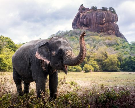 Im Land der Elefanten und Heiligtümer-0