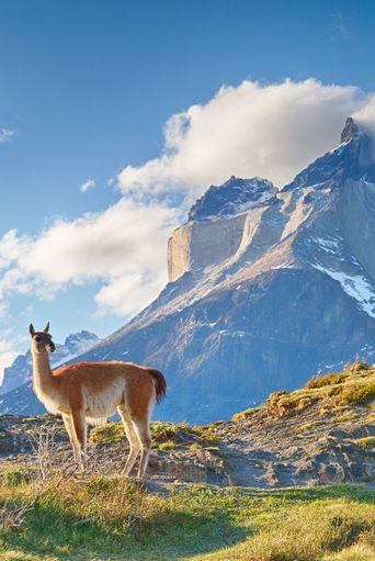 Guanako auf einer Wiese im Nationalpark Torres del Paine vor schneebedeckten Anden