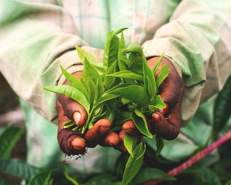 Dschungelabenteuer & Erholung am Strand im 5-Sterne-Hotel-3