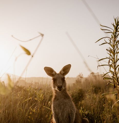 Känguru auf Feld