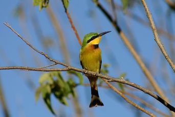 Exotischer Vogel im Moremi-Wildreservat in Botswana
