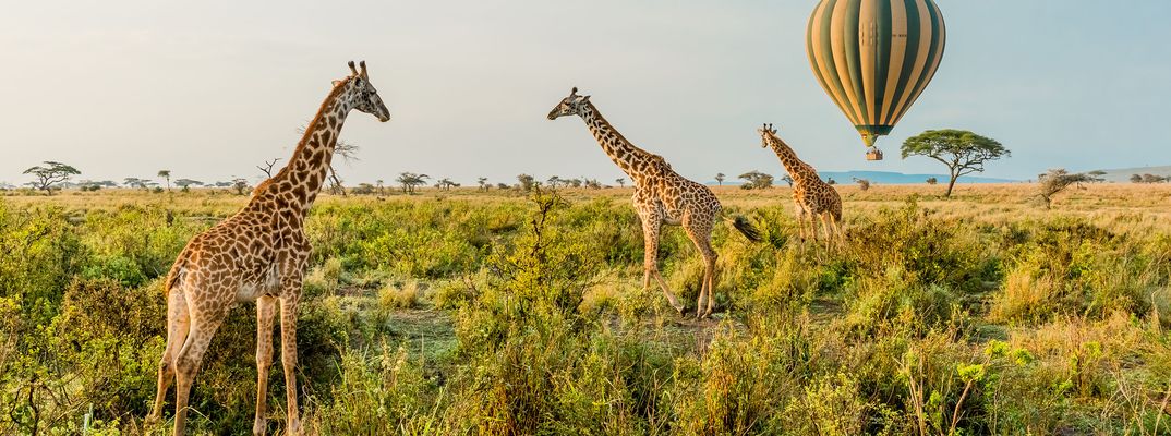 Giraffen im Serengeti Nationalpark