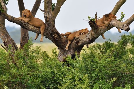 Baumkletternder Löwe im Queen-Elizabeth-Nationalpark in Uganda