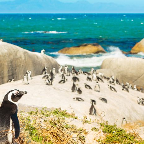 Boulders Beach in Kapstadt