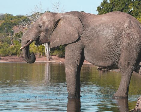 Rundreise ab/an Windhoek inkl. 2 Bussafaris durch den Etosha Nationalpark