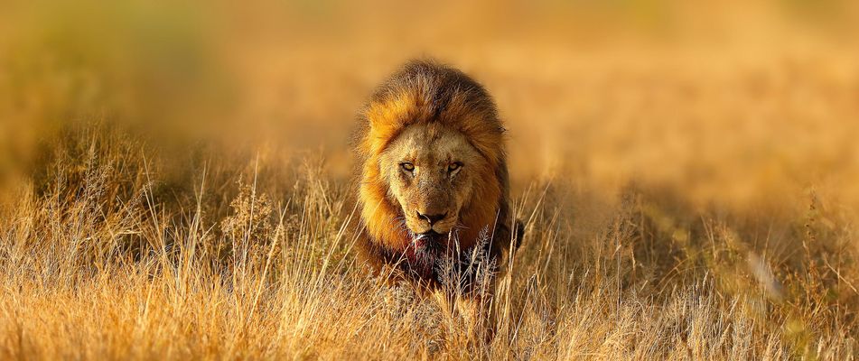 Transafrika