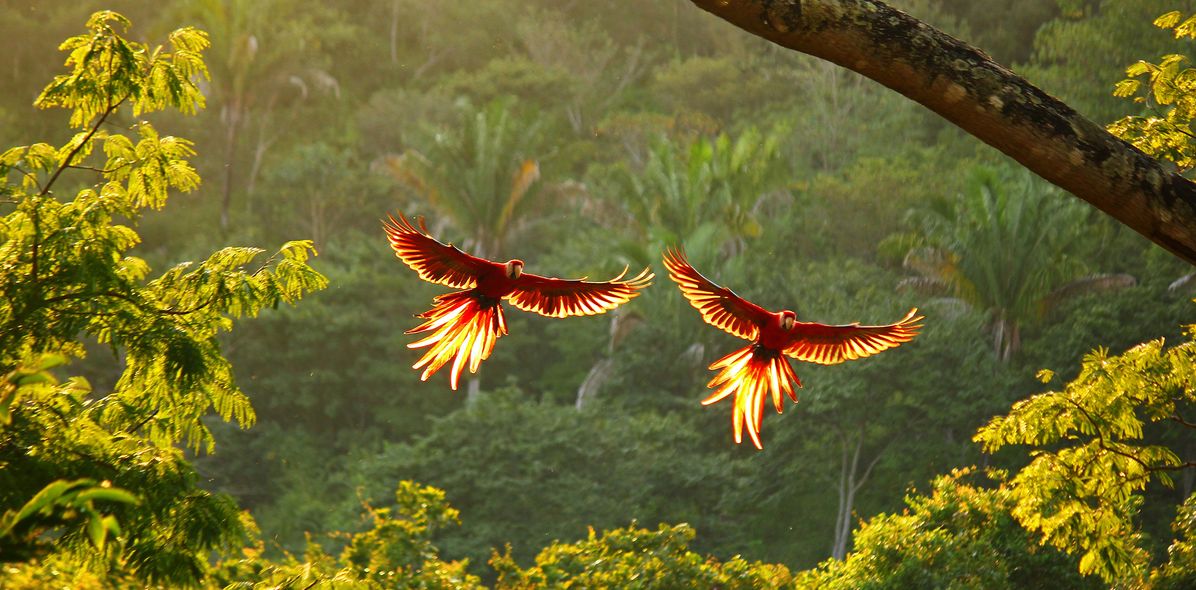 Papageien in Costa Rica