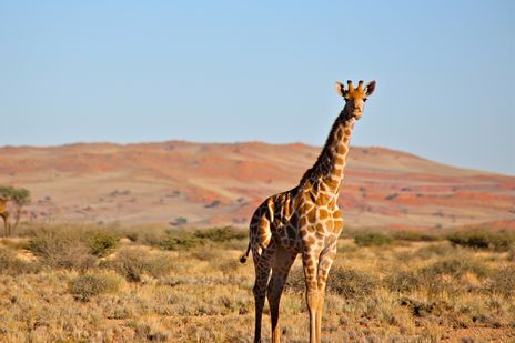 Giraffe in freier Wildbahn 